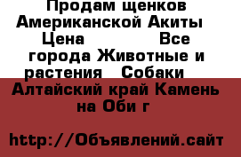 Продам щенков Американской Акиты › Цена ­ 25 000 - Все города Животные и растения » Собаки   . Алтайский край,Камень-на-Оби г.
